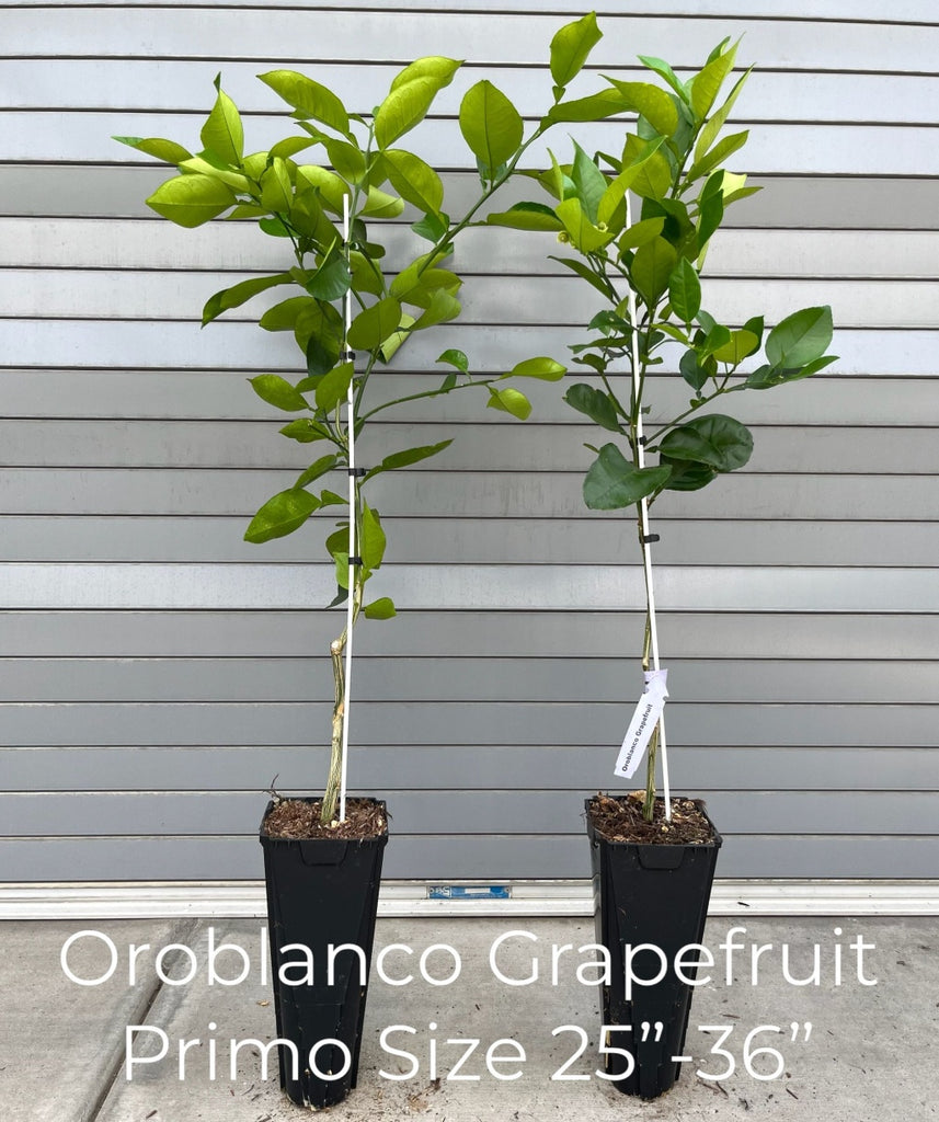 Oro Blanco Semi-Dwarf Grapefruit TreeOro Blanco Semi-Dwarf Grapefruit Tree  