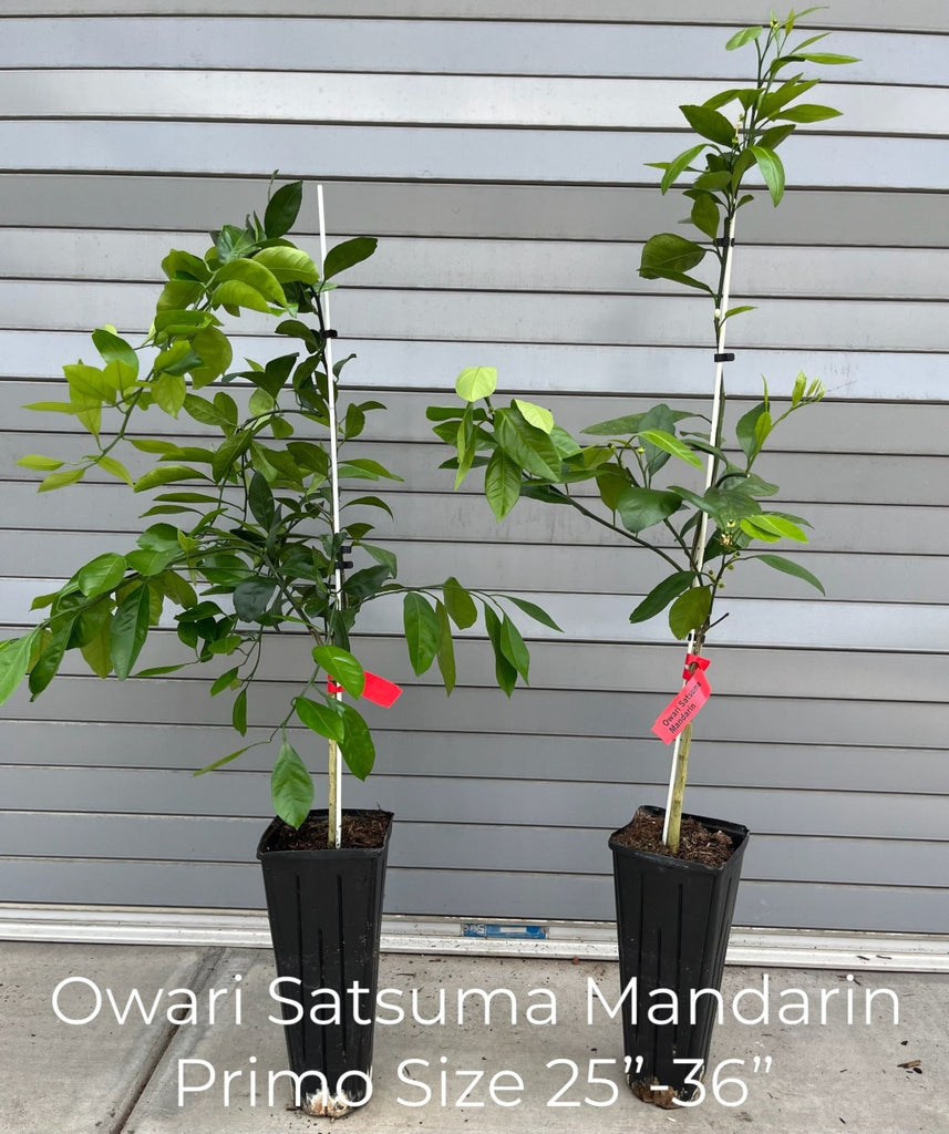 Owari Satsuma Semi-Dwarf Mandarin Tree