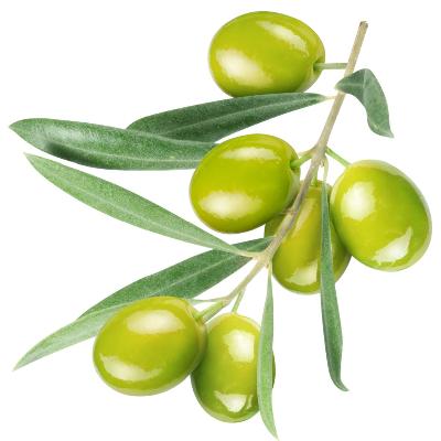 Arbosana Olive Tree