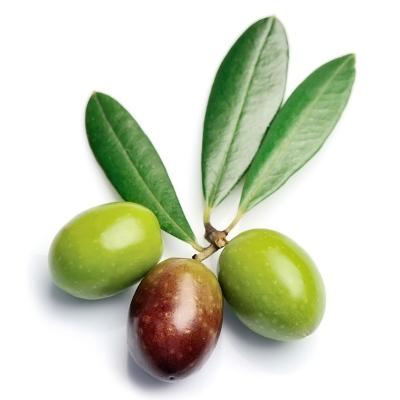 Coratina Olive Tree