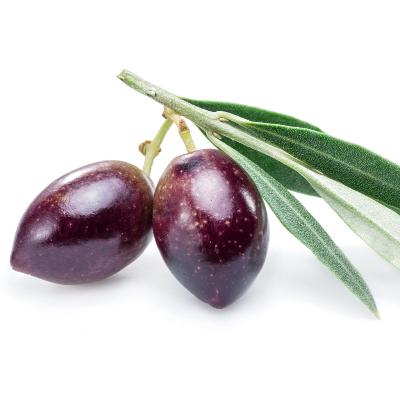 koroneiki olives on a white table