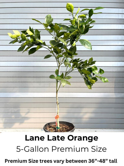 lane late sweet oranges