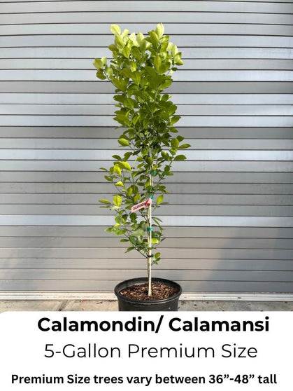 Calamondin/ Calamansi Semi-Dwarf Tree