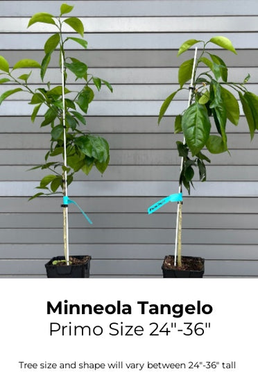 minneola tangelos