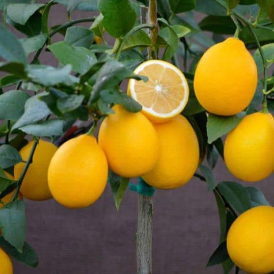 Improved Meyer Semi-Dwarf Lemon Tree