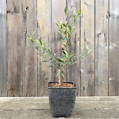 Decorative Arbequina Olive Tree